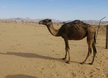 بكره للبيع