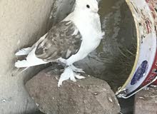 حمام للبيع حمام للبيع