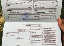 فلو الله يبارك ابن قلب الاسد (حصان) فلو الله يبارك ابن قلب الاسد (حصان)