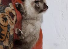 قطه انثى هملايا جوكليت منتجه قطه انثى هملايا جوكليت منتجه