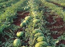البطيخ الاحمر والاصفر البطيخ الاحمر والاصفر