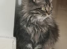 cat for sale قط ذكر للبيع male cat for sale قط ذكر للبيع male