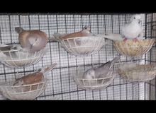 Dove for sale all pairs are breeders