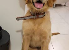 Female Golden Retriever puppy with passport Female Golden Retriever puppy with passport