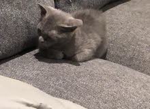 قطة بريطانيه رصاصيه حلوه ودوده وتحب اللعب قطة بريطانيه رصاصيه حلوه ودوده وتحب اللعب