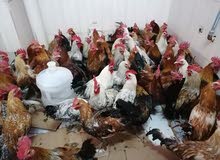 One piece of chicken only 30 rupees One piece of chicken only 30 rupees