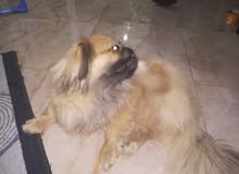 Pikinwa dog Pikinwa dog
