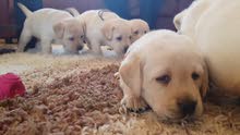 Adorable Labrador Puppies Ready