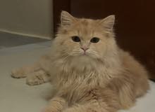 قطوه شرازيه قطوه شرازيه