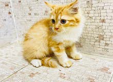 Turkish angora kitty
