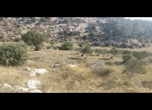 Mixed Use Land for Sale in Hebron Dura