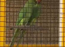 Indian parrots male and female with cage and food Indian parrots male and female with cage and food