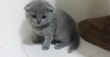 Scottish fold female and British kitten male available Scottish fold female and British kitten male available
