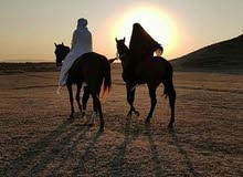 بحث عن عمل بحث عن عمل