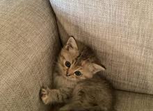 Chinchilla British kittens Chinchilla British kittens