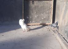 فحله فوطه فحله فوطه