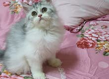 Fullfy beautiful playful Persian chinchilla female kitten Fullfy beautiful playful Persian chinchilla female kitten