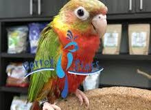 looking for confirm breeding pair conures looking for confirm breeding pair conures