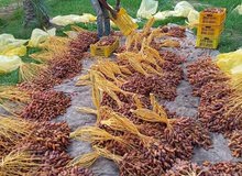 تمور الجنوب التونسي تمور الجنوب التونسي