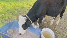 أبقار وعجول للبيع تربية الدار مطعومات