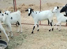 معزاء بيشيات وجنوبيات عدد40رأس تقريبآ والصغار 10 مع أمهاتهم وفيه 2 فحول معزاء بيشيات وجنوبيات عدد40رأس تقريبآ والصغار 10 مع أمهاتهم وفيه 2 فحول