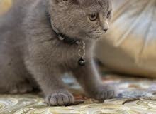 سكوتش فولد ذكر بيور pure Scottish fold male سكوتش فولد ذكر بيور pure Scottish fold male