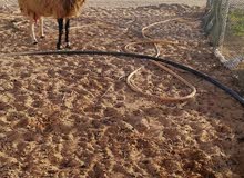 نعيمي بيور ممتازه نعيمي بيور ممتازه