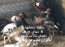 دجاج باكستاني للبيع دجاج باكستاني للبيع