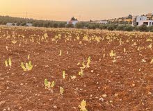 Farm Land for Sale in Mafraq Rhab