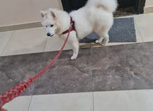 سامويد أنثى مع جوز السفر والتطعيم samoyed female سامويد أنثى مع جوز السفر والتطعيم samoyed female