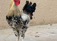 3 beautiful young Roosters for Sale