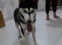 كلب هايسكي كلب هايسكي
