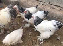 دجاج ابراهما دجاج ابراهما