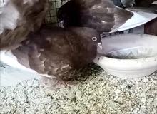 شماسي هولندي شماسي هولندي