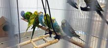 14 colorful budgies with cage, toys & Boxes