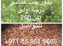 بذور جت عماني 100% بذور جت عماني 100%