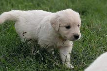 6 weeks old Original Golden Retriever Puppy with medical book to sale 6 weeks old Original Golden Retriever Puppy with medical book to sale