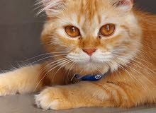 قطه أنثى للتزاوج قطه أنثى للتزاوج