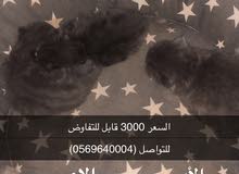 scotch fold pure . سكوتش فولد بيور scotch fold pure . سكوتش فولد بيور