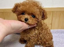 Tea Cup Toy Poodle for sell