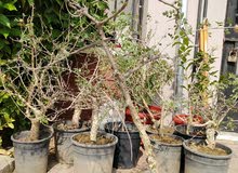 شجرة البشام (البيلسان)بطول متر شجرة البشام (البيلسان)بطول متر