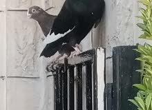 حمام للبيع التفاصيل آخر الاعلان