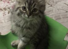 قط شيرازي ذكر male persian cat long hair قط شيرازي ذكر male persian cat long hair