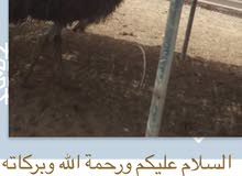 نعام للبيع عدد 2 نعام للبيع عدد 2