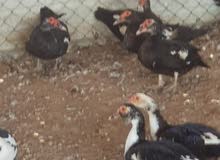 ببط مصري للبيع ببط مصري للبيع