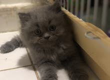 Siberian kittens pure bread Siberian kittens pure bread