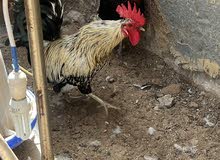 lightsussex chicken lightsussex chicken