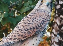 طير جارح للبيع "" العوسق طير جارح للبيع "" العوسق