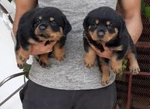 German Rootweiler dog German Rootweiler dog