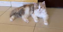 قطه للبيع قطه للبيع